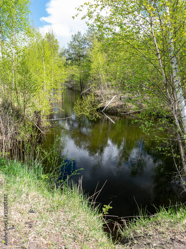a swamp ditch, white birches along the edges, swamp grass and moss, wonderful reflections in the dark swamp water