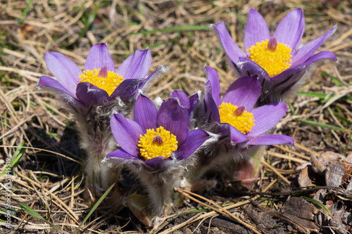 Image of spring mountain flowers. Buttercup. Anemone. pasque-flower.  Listed in the Red Book. photo