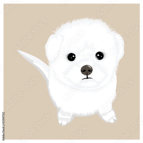 Cute puppy