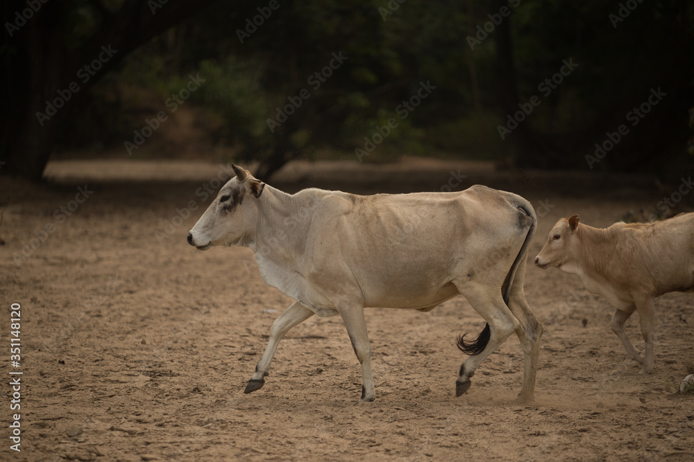 Herd of cow and ox in forest Herd of cow and ox in forest