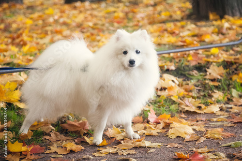 Beautiful White Japanese Pomeranian walks in the Park in autumn © tenrec