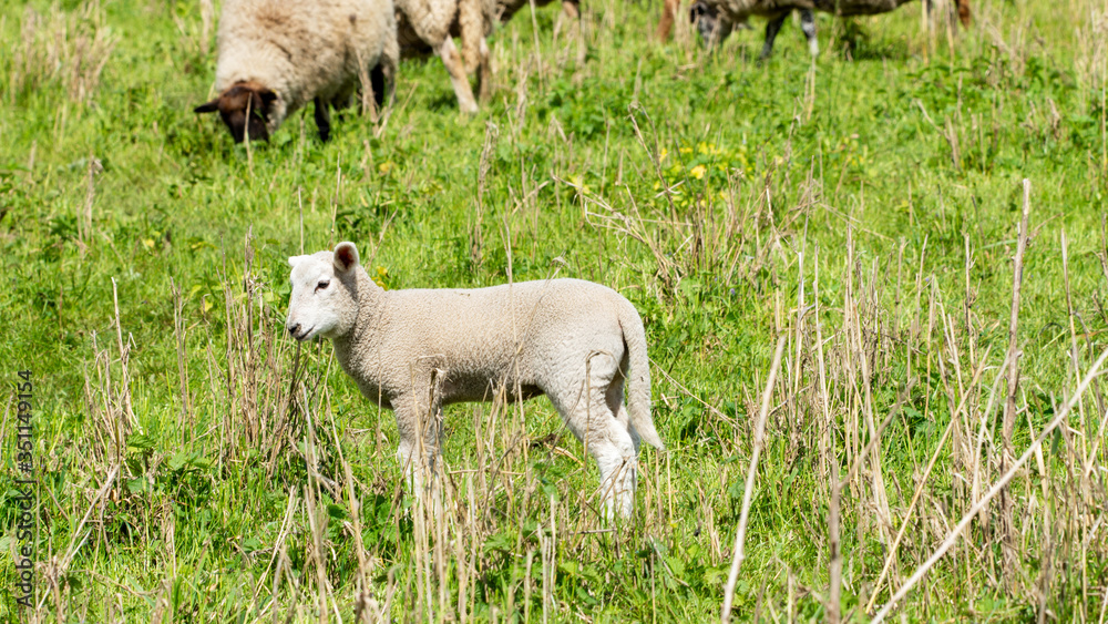 A little sheep on a meadow A little sheep on a meadow
