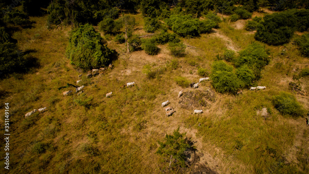 herd of cow on island