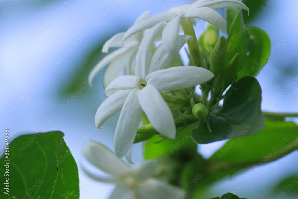 beautiful flowers in sri lanka beautiful flowers in sri lanka