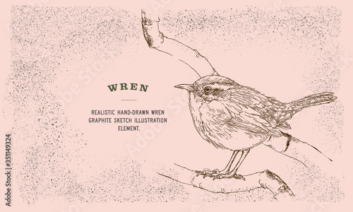 Obraz na plátně Realistic hand-drawn wren graphite sketch vector illustration element with textu