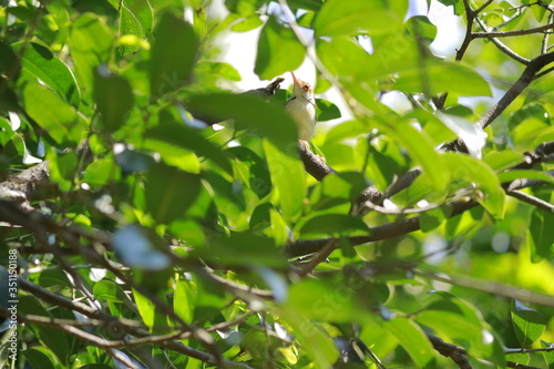 beauty bird hidden in tree