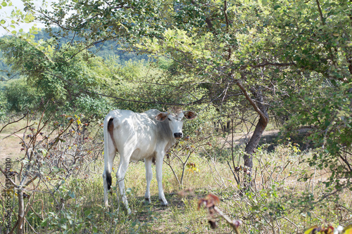 cow in forest