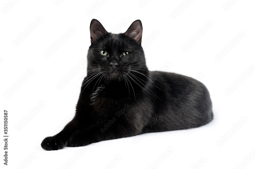 Young black cat lies on a white background laid a paw on a paw. Portrait of a black cat of Bombay breed isolated on a white background