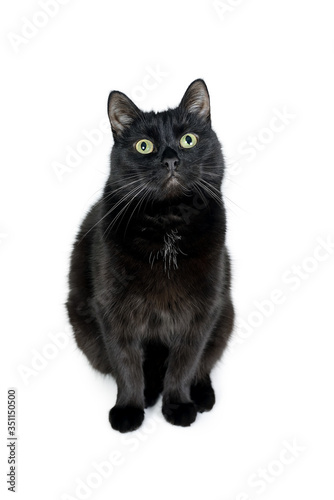 Fototapeta Naklejka Na Ścianę i Meble -  Black cat sitting on a white background looking at the camera. Portrait of a black cat isolated on white background