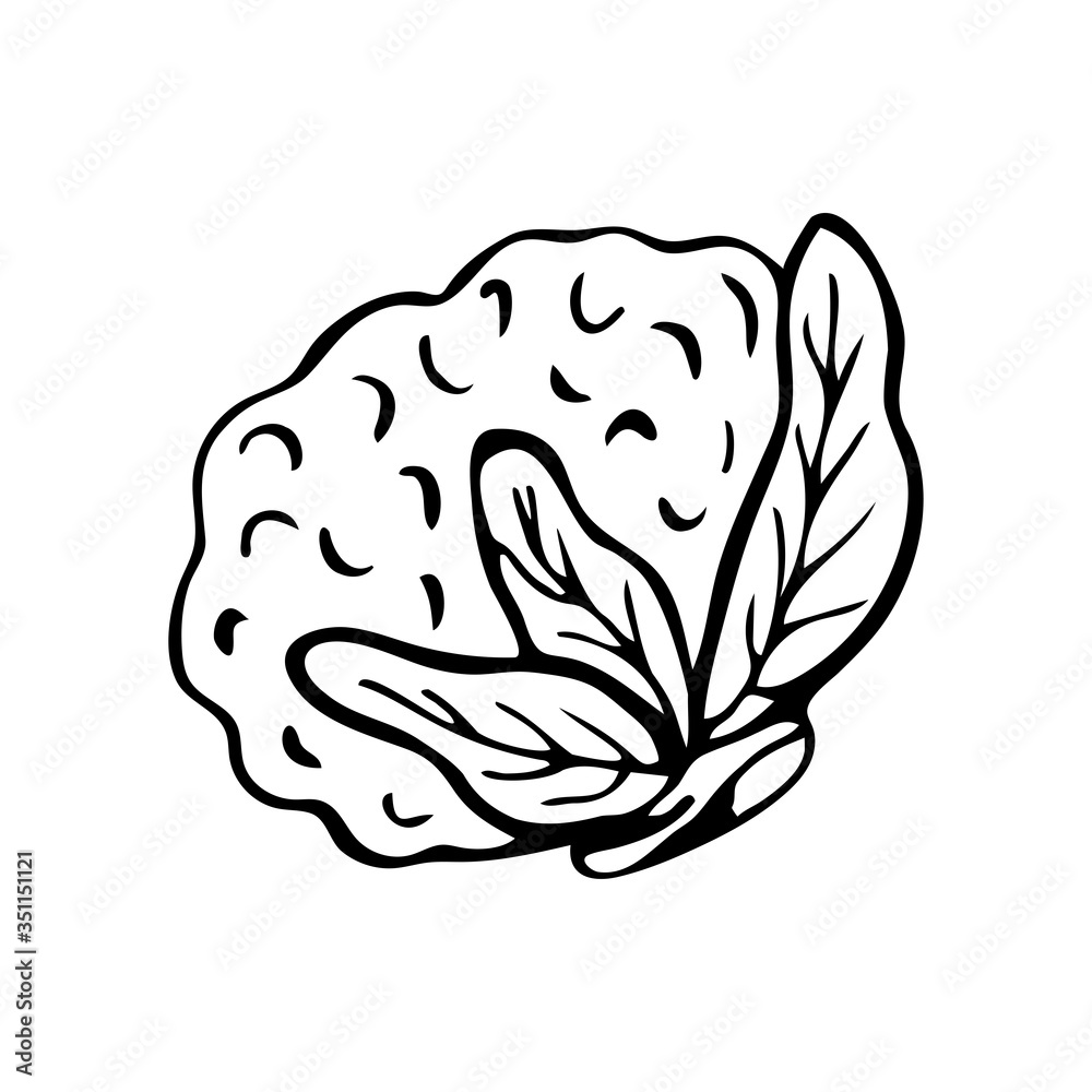 Cauliflower Vector Simple Cauliflower Outline