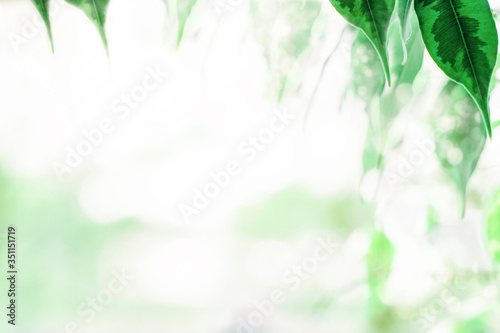 blurred background with green leaves and bokeh circles