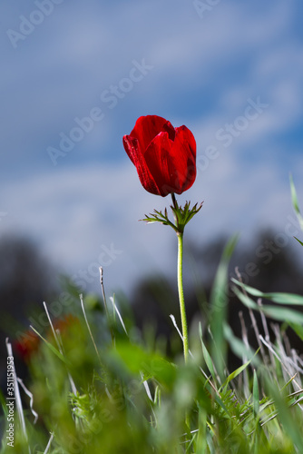 israel south  11.2.2020  red anemone coronaria flower  