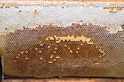 Honey comb. Wild apiary in the forest