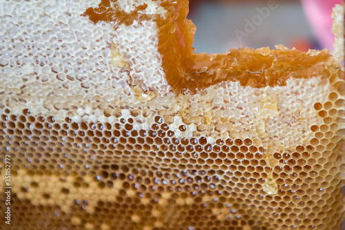 Honey comb. Wild apiary in the forest