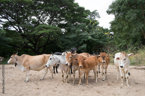 Herd of cow and ox in forest