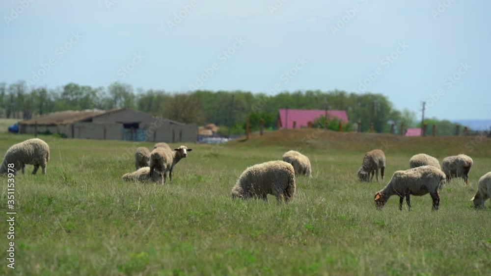 Many sheeps graze on the green field in sunny windy day near farm. Camera move from right to left in panorama. Beautiful animals. Many sheeps graze on the green field in sunny windy day near farm. Camera move from right to left in panorama. Beautiful animals.
