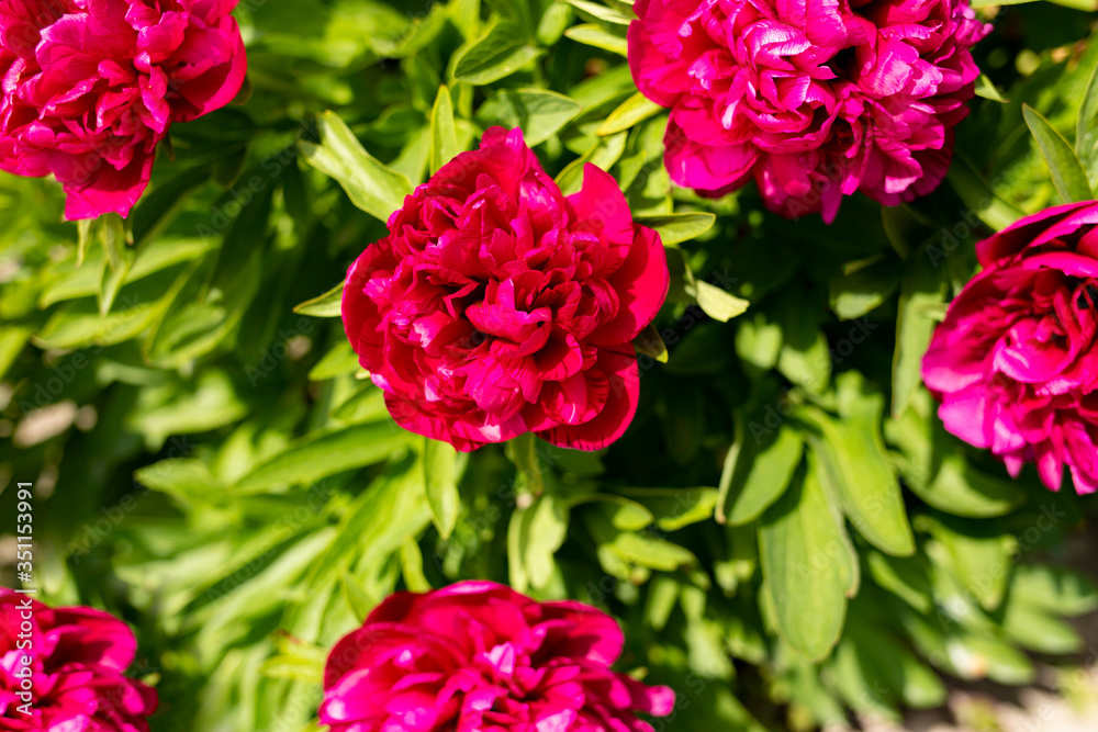 Beautiful vibrant peonies on a sunny day.