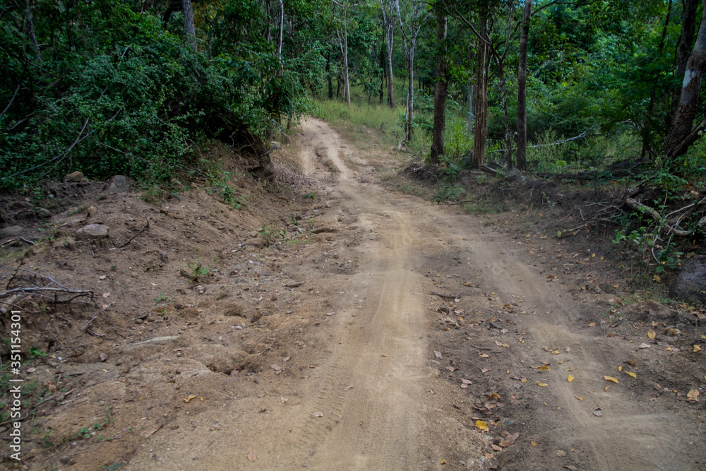 Obraz premium dust and sand in forest