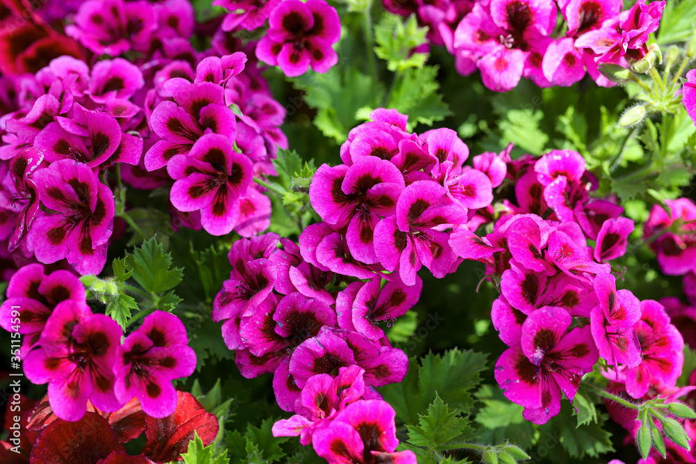 Gazelle flower ; Pelargonium domesticum