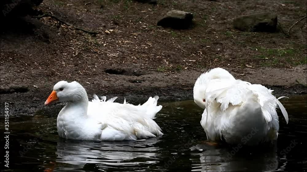 white Geese in water cleans their feathers
white Geese in water cleans their feathers