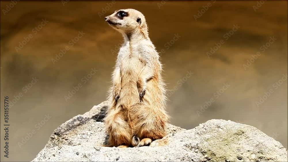 Meerkat Standing In Alert Position
