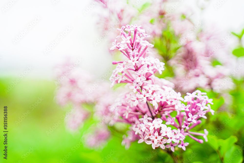 in the foreground branches of light pink lilac, the background is blurred