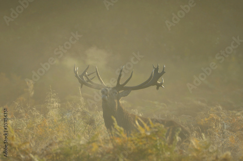 Red deer cervus elaphus in autumn colours