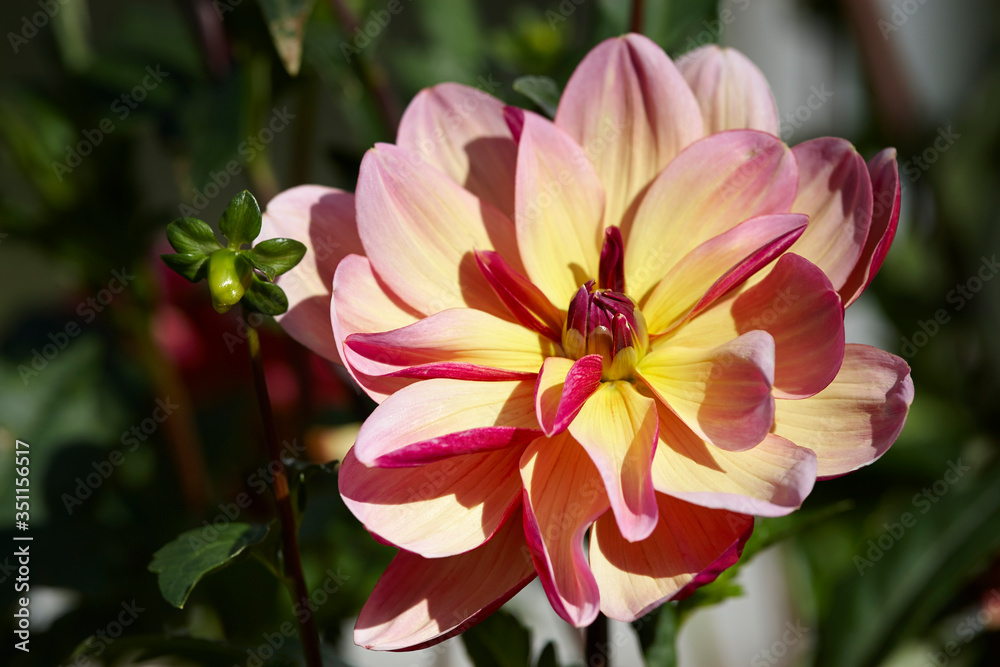 Fototapeta premium Dahlia flower in garden