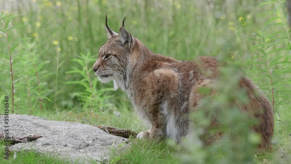 animal lynx adult laying on ground turn head watching alerted side view animal lynx adult laying on ground turn head watching alerted side view