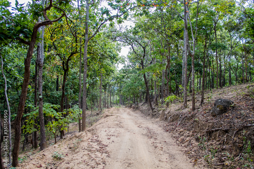 Fototapeta premium dust and sand in forest