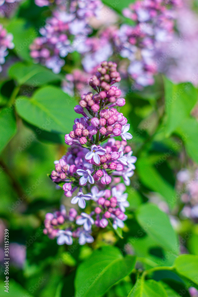 Green branch with spring lilac flowers. Purple flowers close-up Green branch with spring lilac flowers. Purple flowers close-up