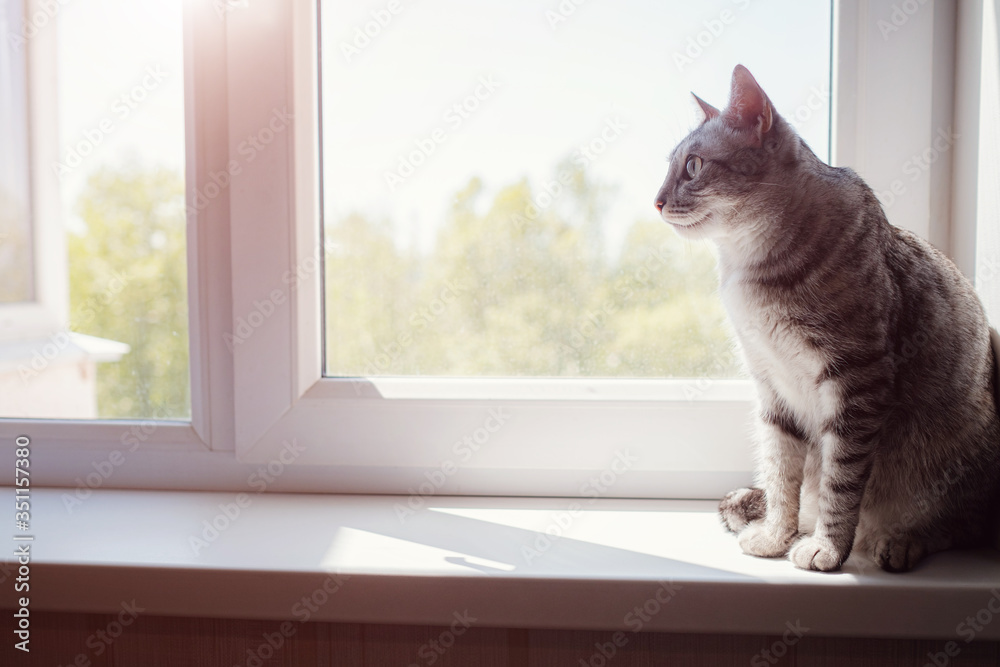 Beautiful grey cat sitting on windowsill and looking to a window