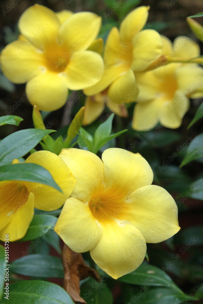 Obraz premium yellow flowers in the garden