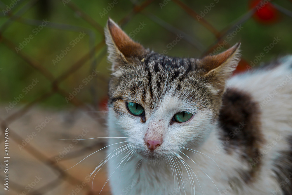 cute cat with green eyes
