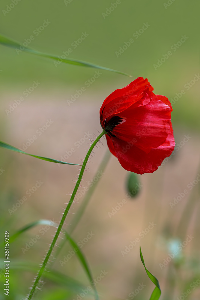 Obraz premium Poppy flower ; Papaver rhoeas , Papaveraceae 
