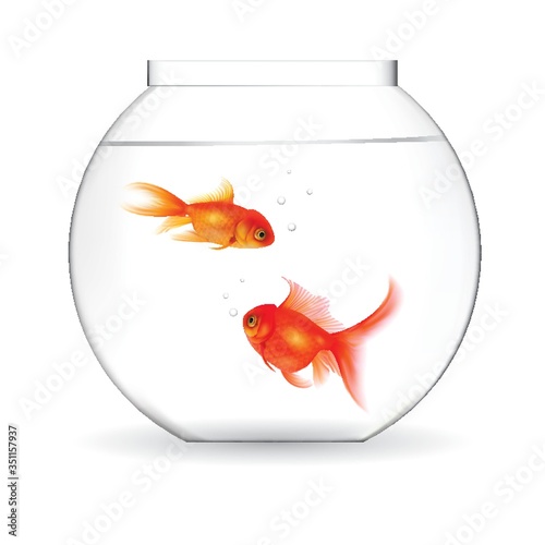goldfishes in aquarium