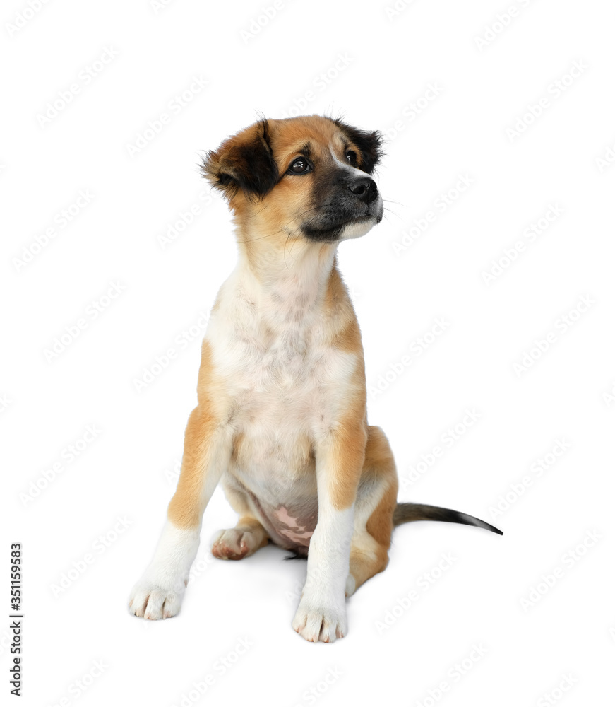 a little dog sitting and look up isolated on white background