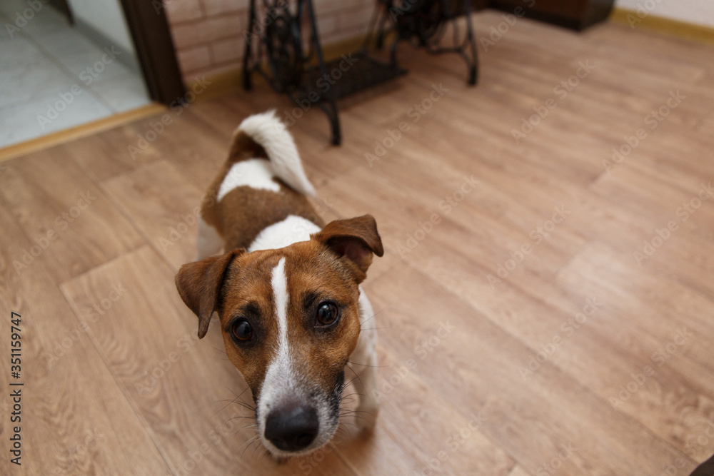 Dog Jack Russell Terrier in the apartment Dog Jack Russell Terrier in the apartment
