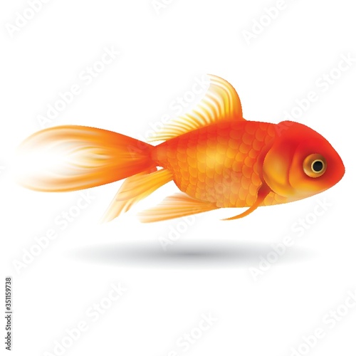 Valokuvatapetti goldfish