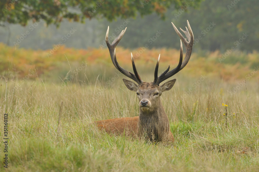 Red deer cervus elaphus in autumn colours Red deer cervus elaphus in autumn colours