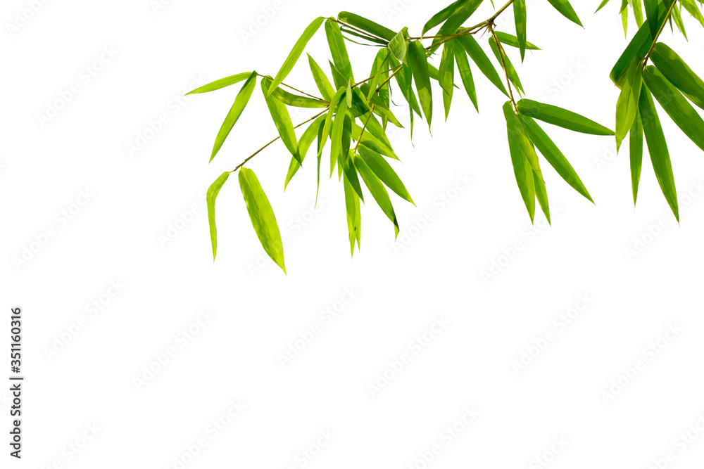 Fototapeta premium Bliska bambusowe liście na białym tle ze ścieżkami przycinającymi