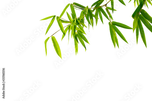 Close up bamboo leaves isolated on white background with clipping paths