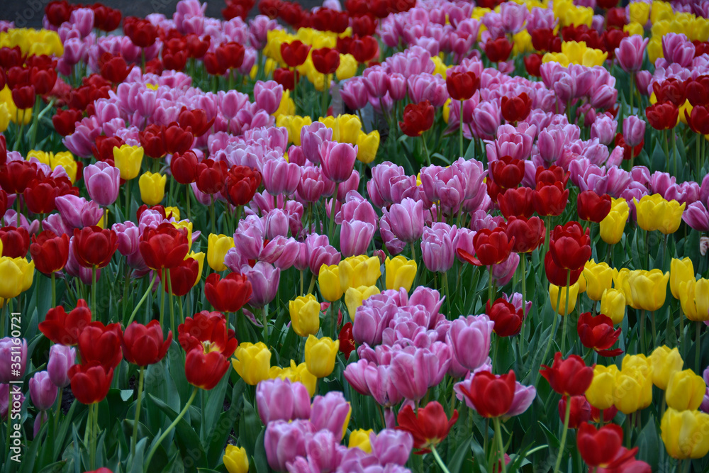 Colorful tulip field from New York