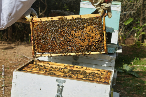 Beekeeper put the honey cell in the hive