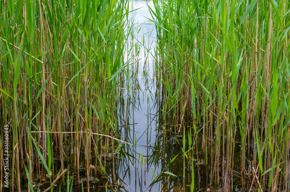 Obraz premium View of a quarry pond from the shore through a lot of reeds with overcast skies and calm water in northern Germany