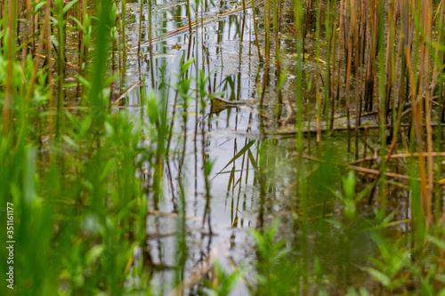 View of the reed bank of quarry ponds from the shore through a lot of reeds with overcast skies and calm water in northern Germany