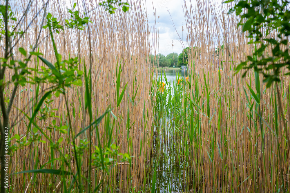 Obraz premium View of a quarry pond on which orange markings for swimmers swim from the shore through a lot of reeds with overcast skies and calm water in northern Germany