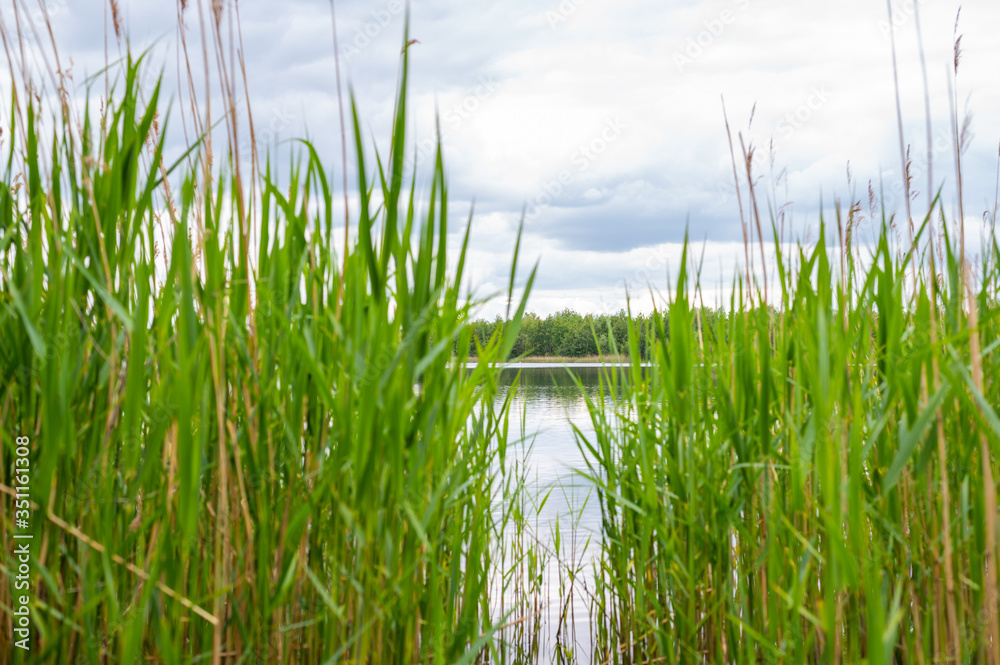 View  of a quarry pond from the shore through a lot of reeds with overcast skies and calm water in northern Germany