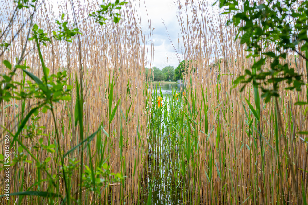 Obraz premium View of a quarry pond on which orange markings for swimmers swim from the shore through a lot of reeds with overcast skies and calm water in northern Germany
