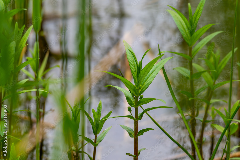 Obraz premium View of the reed bank of quarry ponds with a special focus on a green plant from the bank through a lot of reeds with overcast skies and calm water in northern Germany